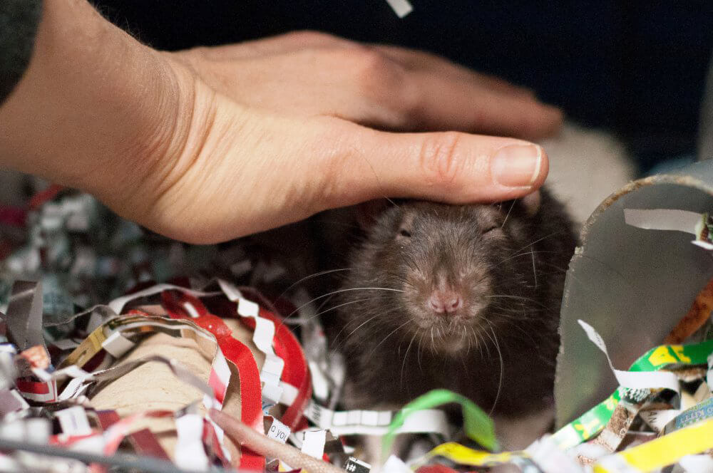 Henry Gets His Head Scratched