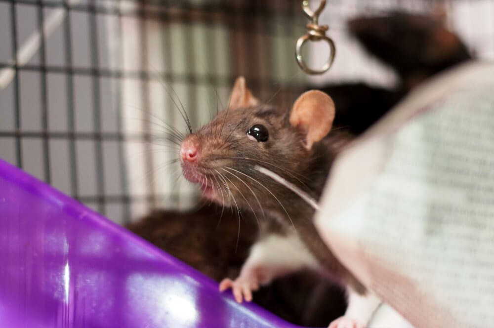 Maizzie, rat who needs new home