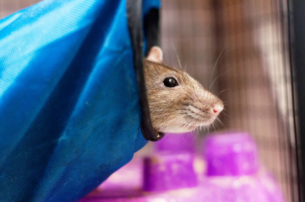 Rat Peeking Out of Hammock