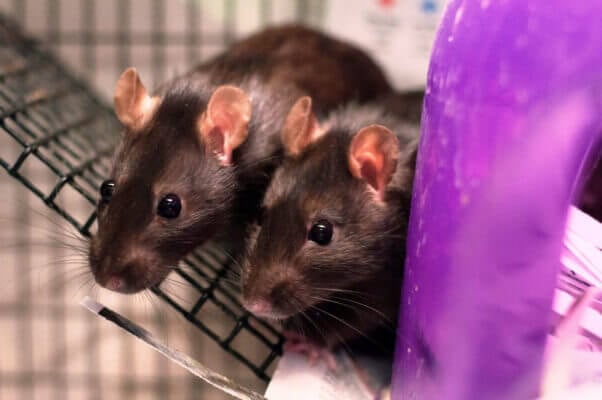 two black rats in cage