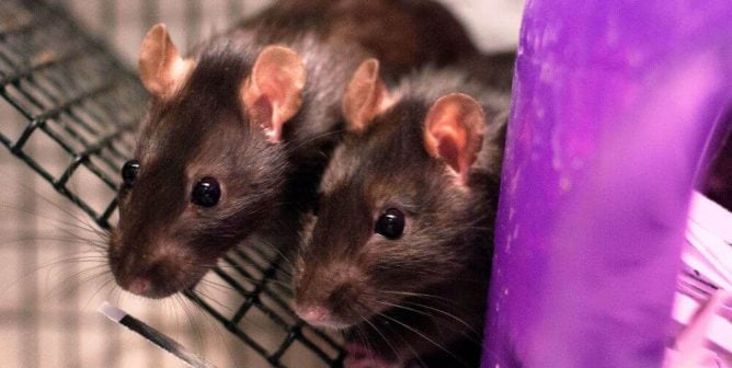 two black rats in cage