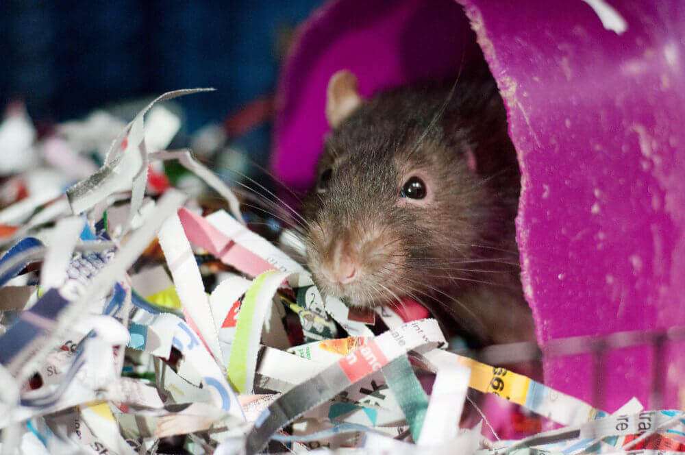 Teddy, a Rat Looking for a New Home