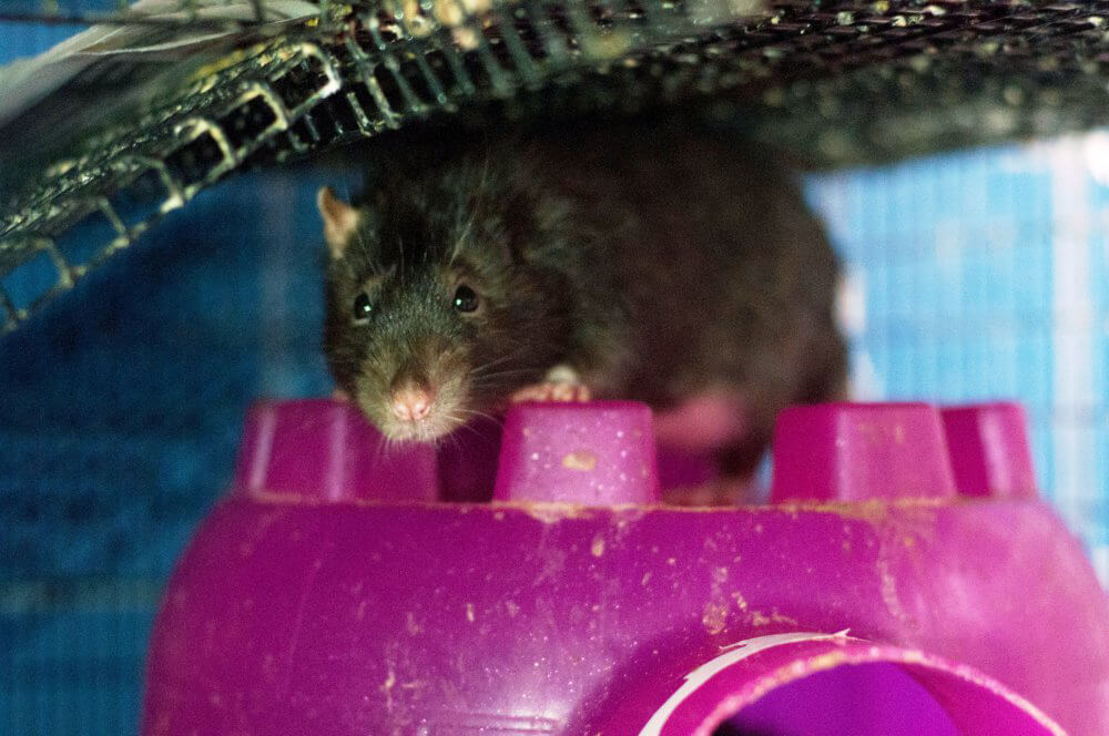 Teddy on Top of Plastic Castle