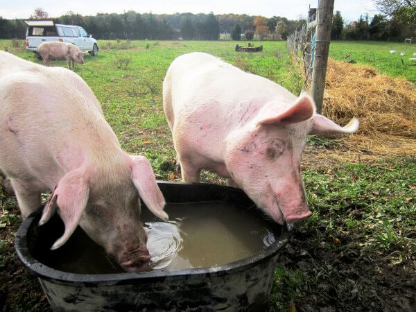 Rescued Pigs at Sanctuary