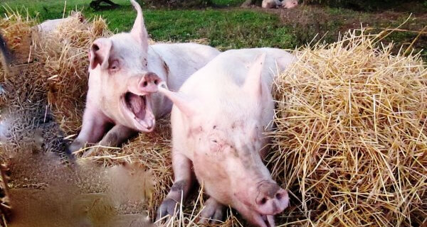 Rescued Pigs at Sanctuary