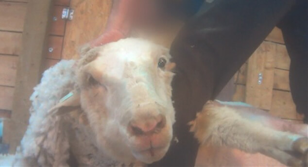 sheep investigation