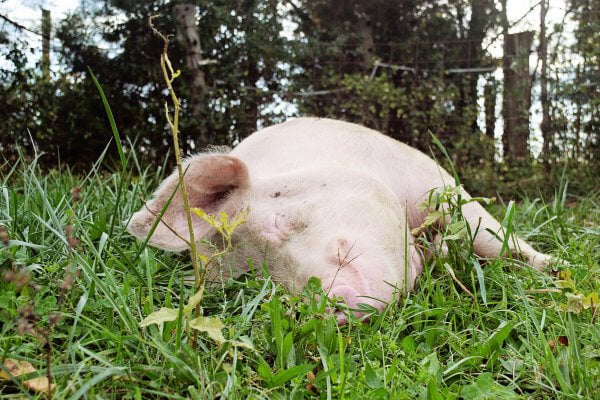 Sleeping Pig at Sanctuary