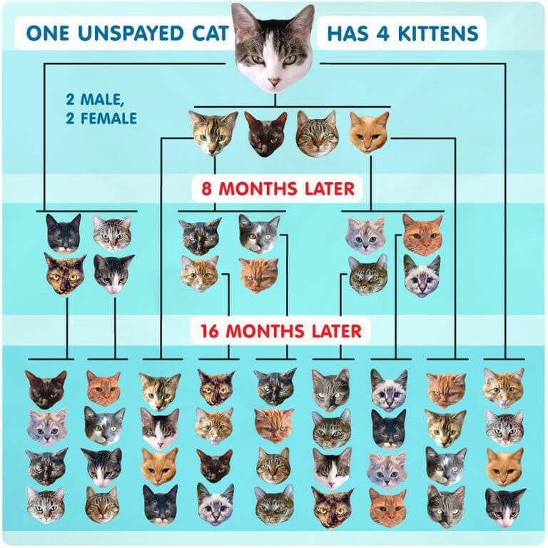 spay neuter chart