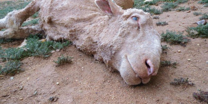 sheep abused for wool