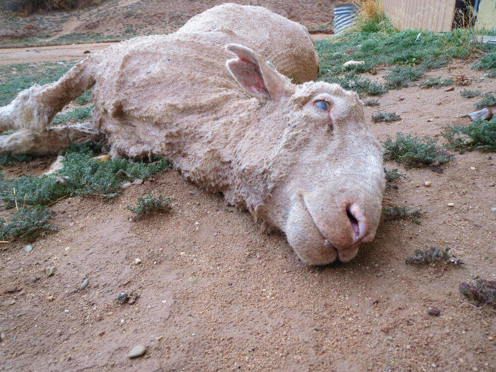 sheep abused for wool