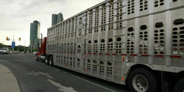 Pig Slaughter Truck