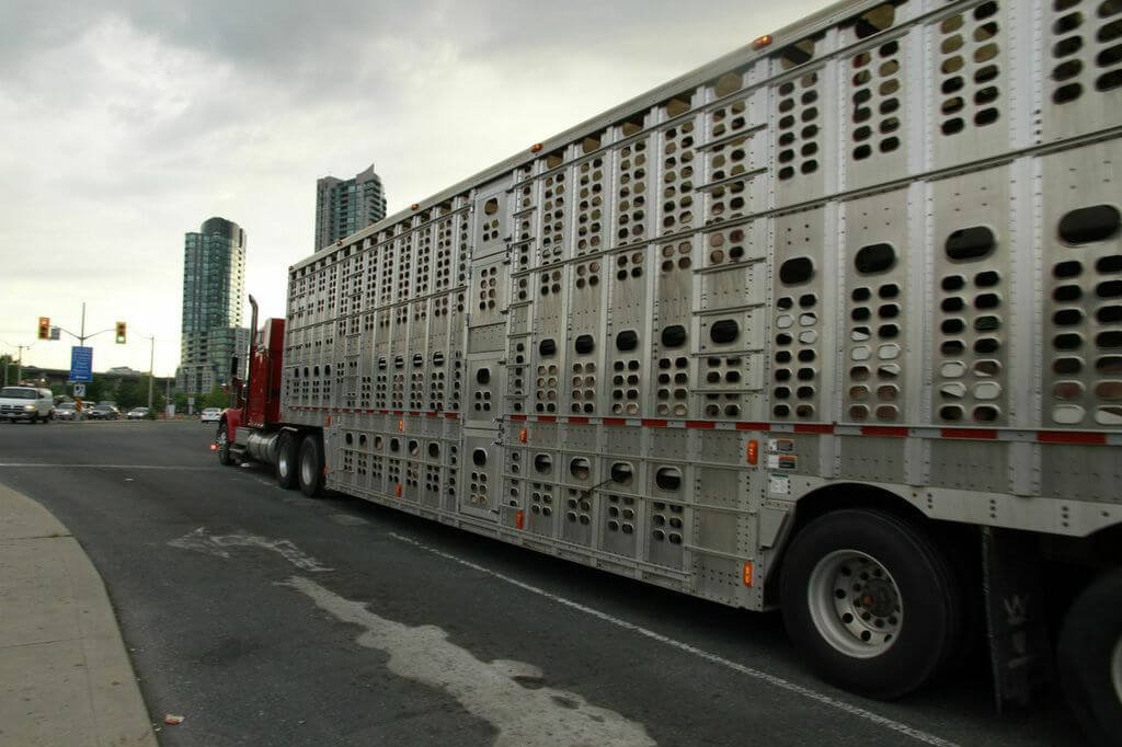 22 Heartbreaking Photos From Pigs' Journey to Slaughter | PETA