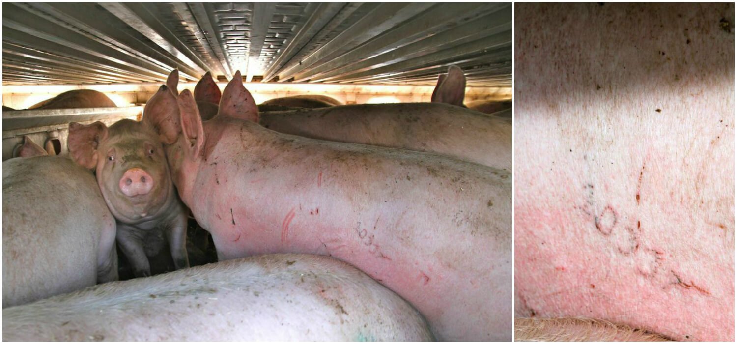 Pigs marked with tatoo