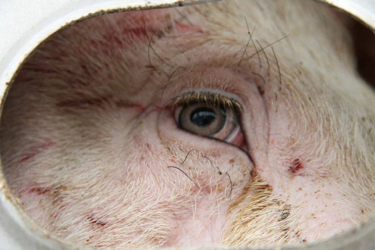 22 Heartbreaking Photos From Pigs' Journey to Slaughter PETA