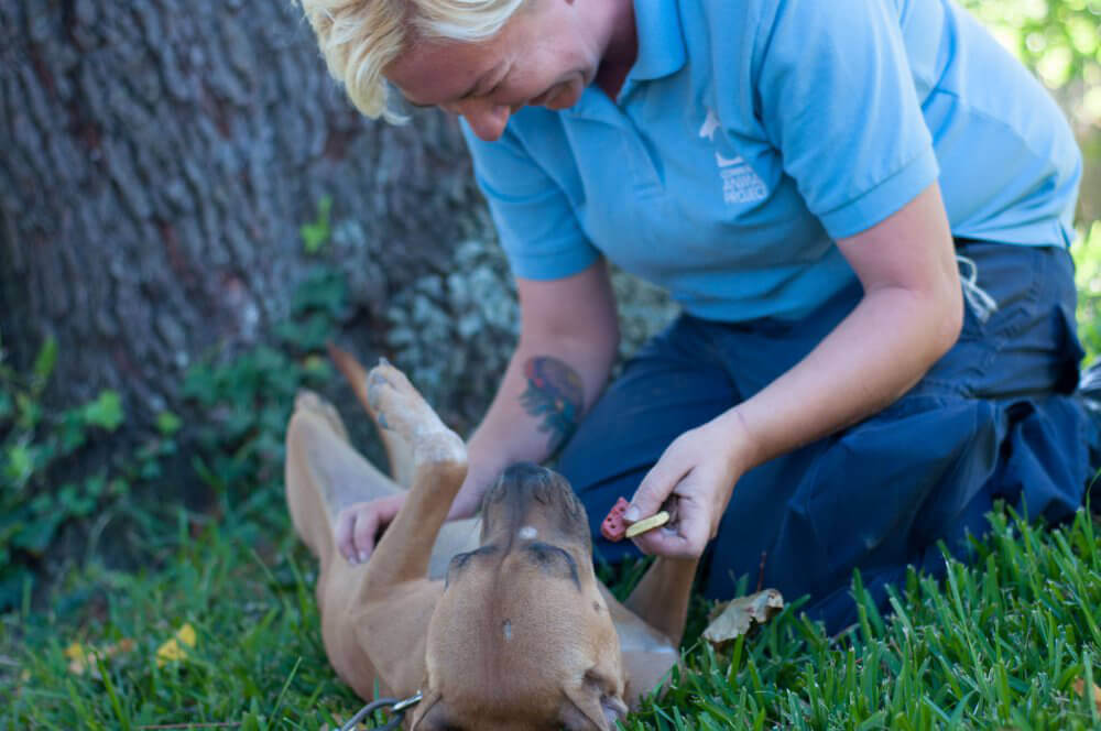 PETA Staffer With Dog