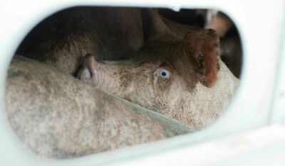 22 Heartbreaking Photos From Pigs' Journey to Slaughter PETA