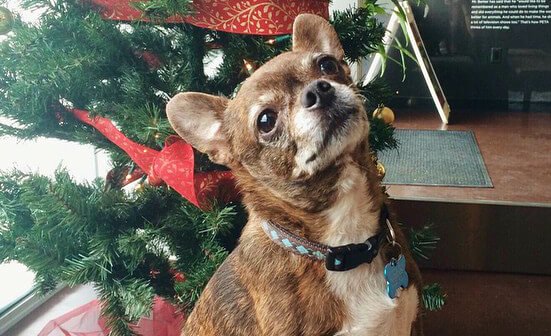 8 Holiday Foods You Should Never Share With Your Dog