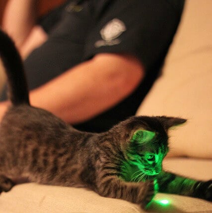 Cat Laser