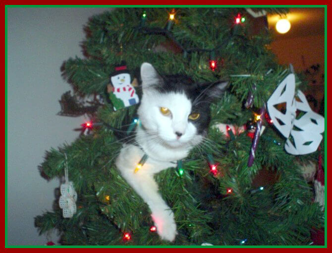 Cat in Tree