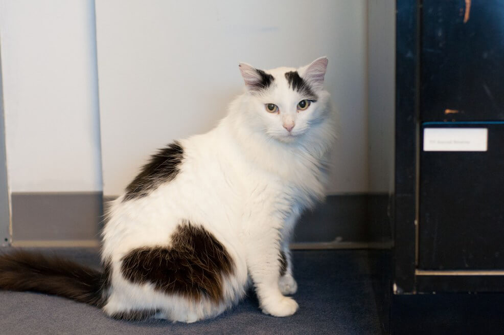 Cat for Adoption