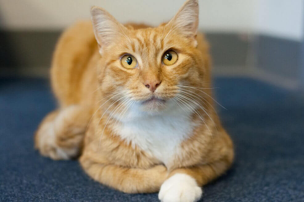 Orange Cat for Adoption