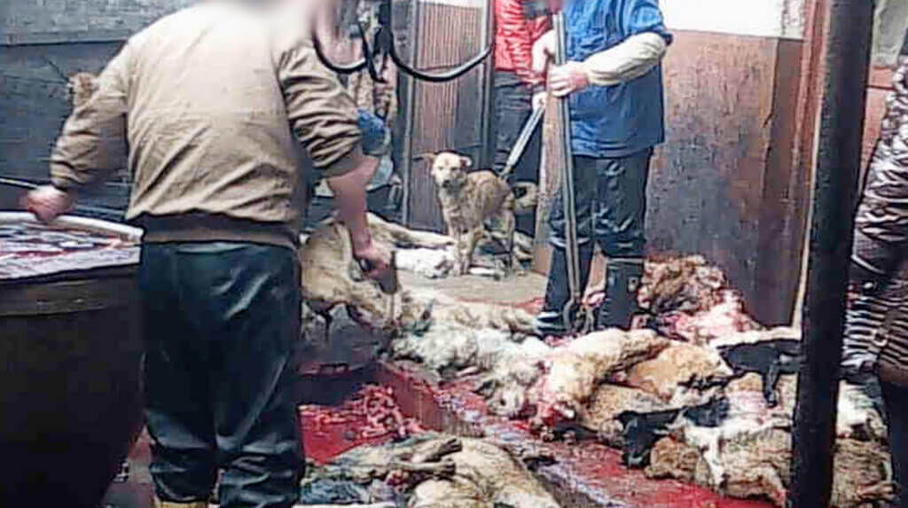 Dogs Killed for Leather