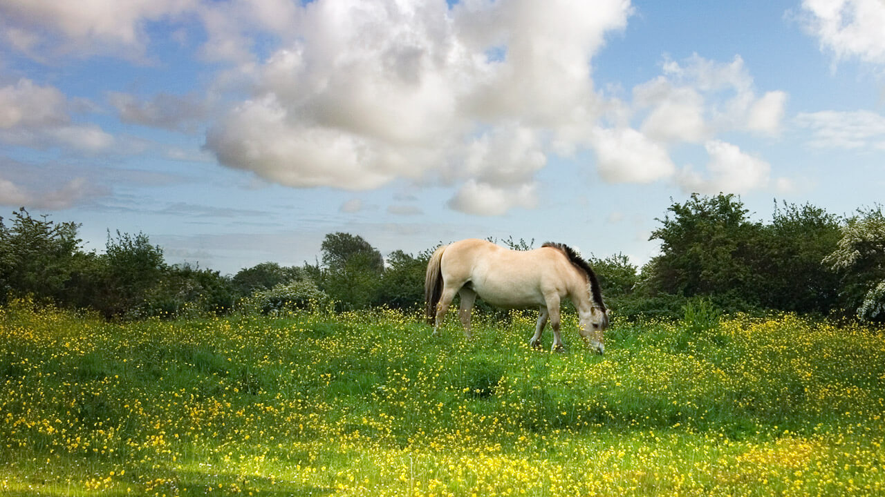 9 Photos That Will Make You NEVER Ride in a HorseDrawn