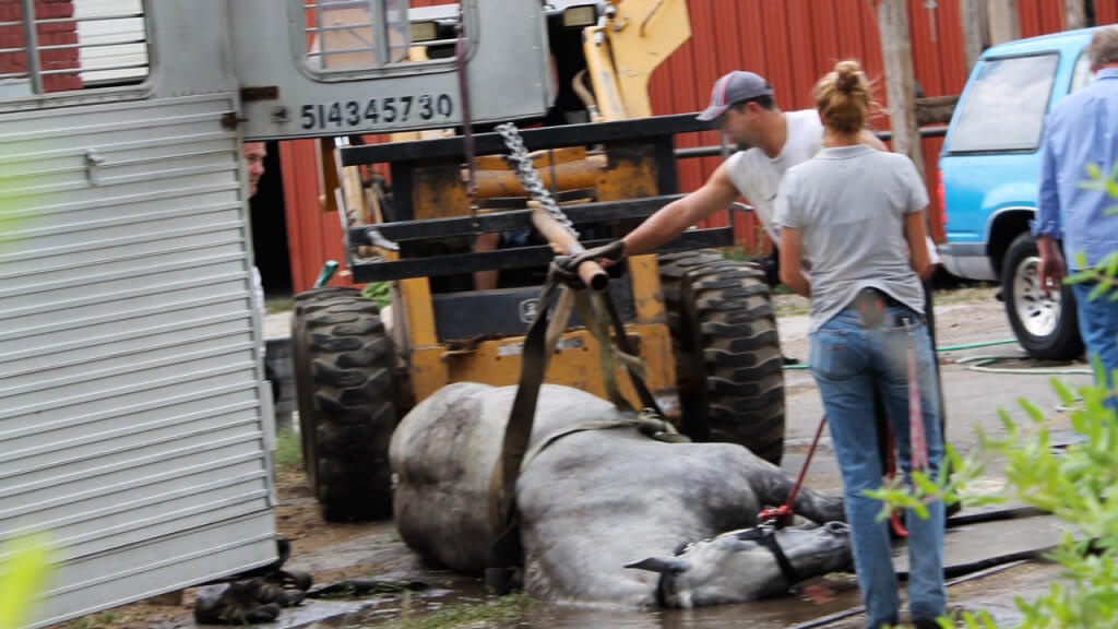 Jerry the Horse Dragged Away