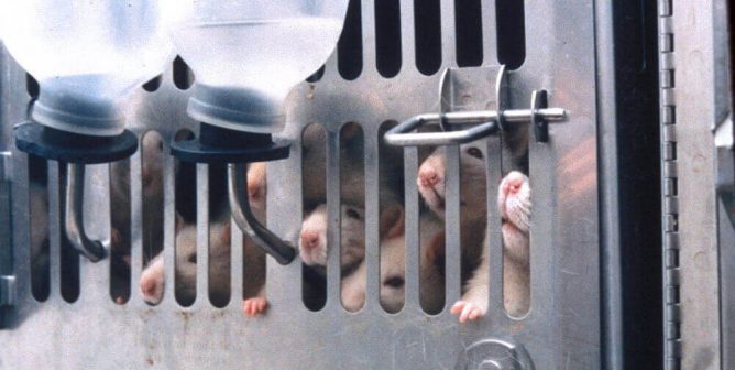PETA: Prosecute JHU Over Botched Alcohol-Poisoning Experiment on Rats