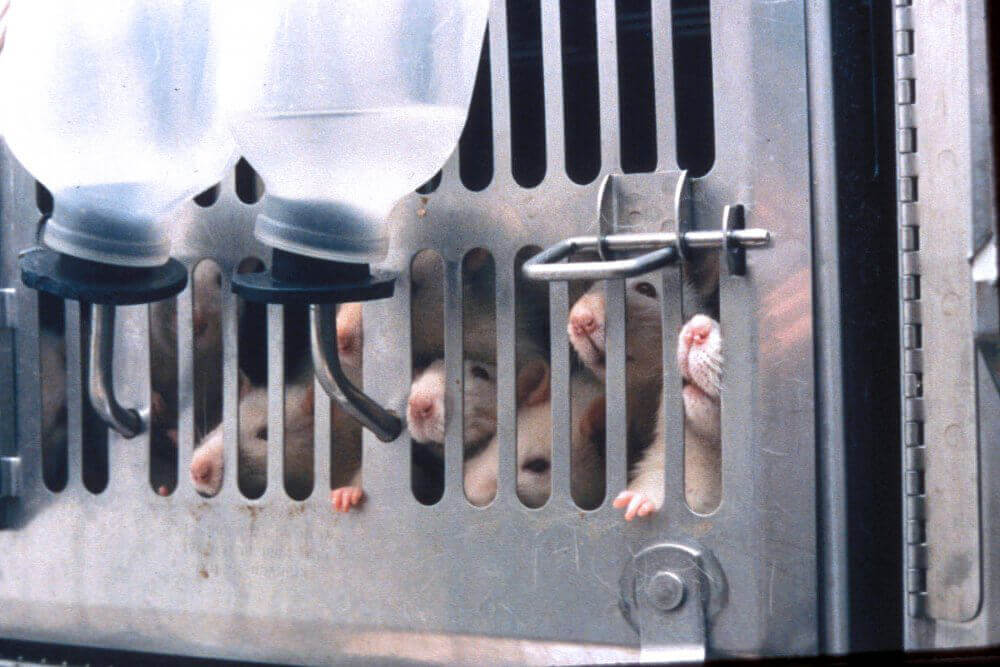 Mice in Lab PETA Owned 1419029688 144.223.39.42 PETA: Prosecute JHU Over Botched Experiment on Rats