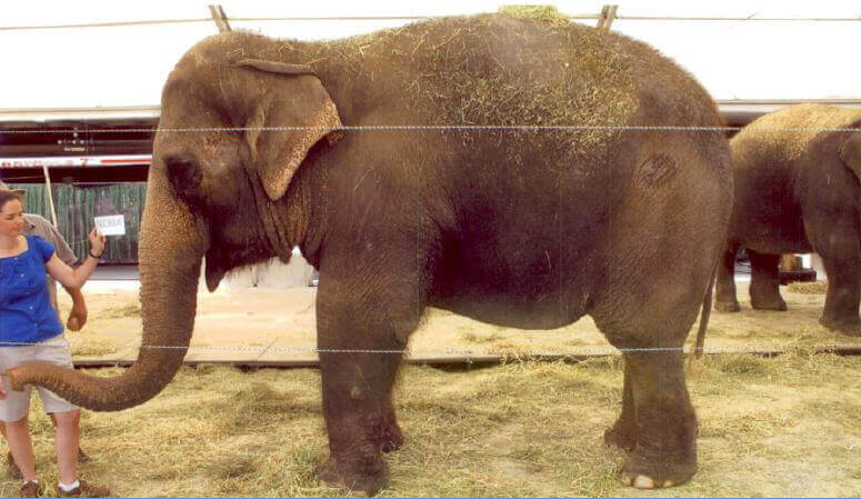 Nicole, an elephant used By Ringling Bros.