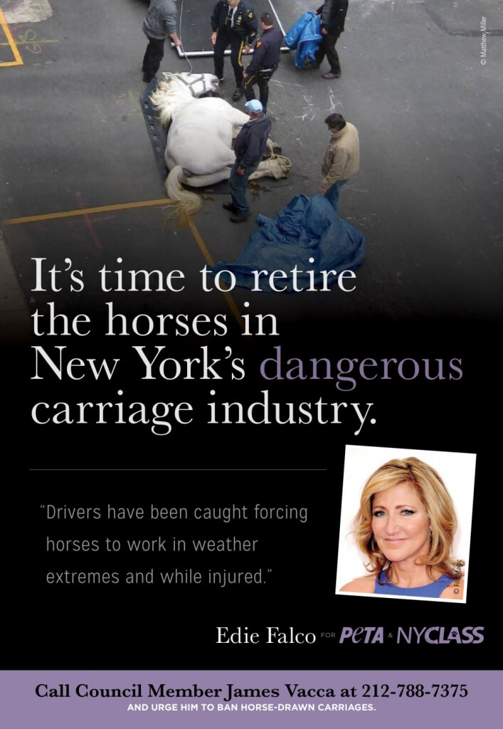 Edie Falco PETA Ad to Ban Horse-Drawn Carriages