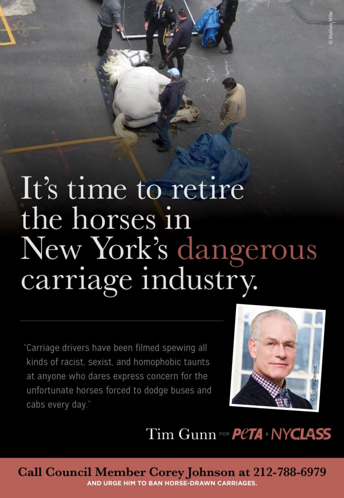 Tim Gunn PETA Ad to Ban Horse-Drawn Carriages