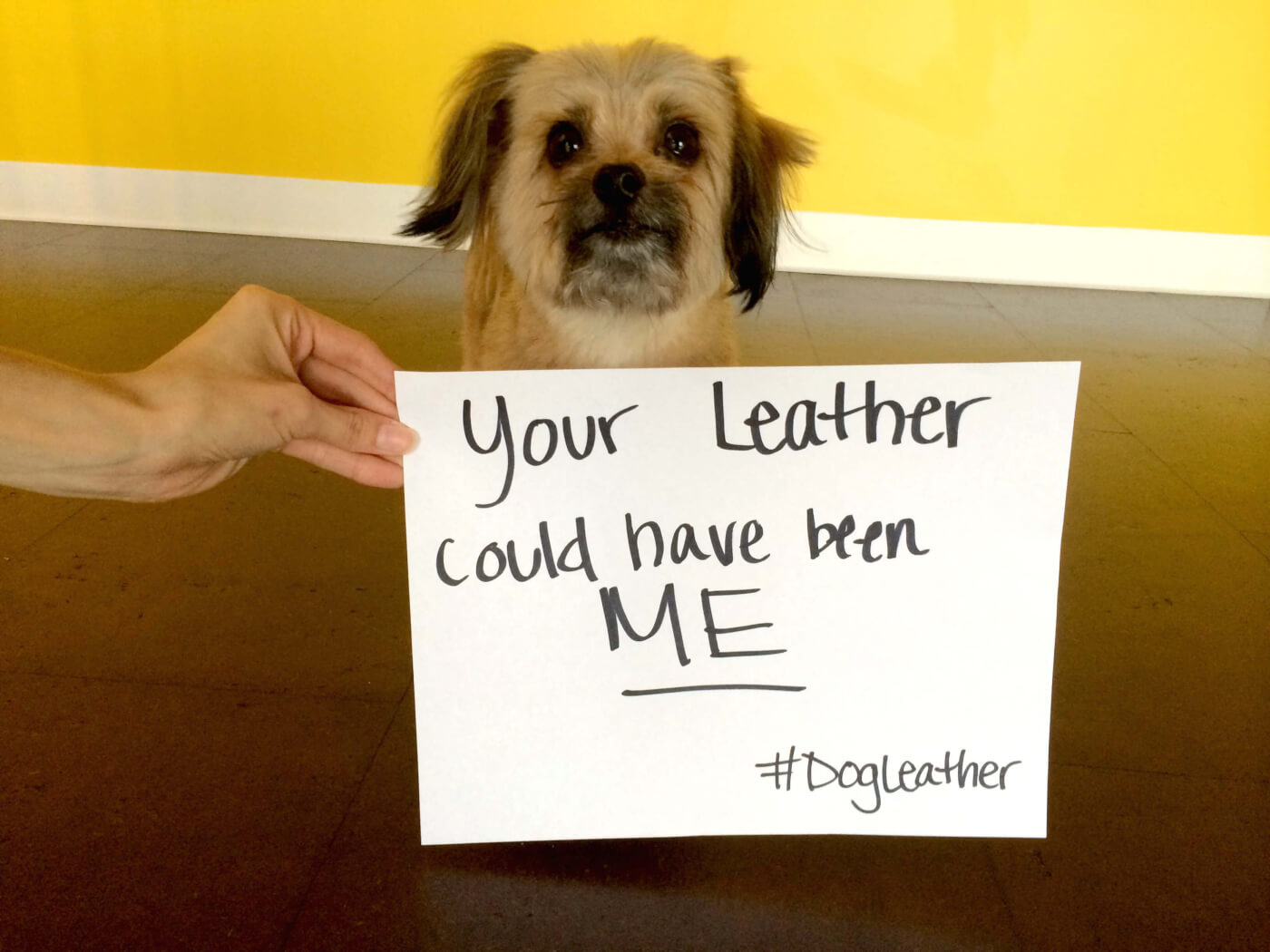 Dogs Being Killed for Leather NEED Your Help PETA