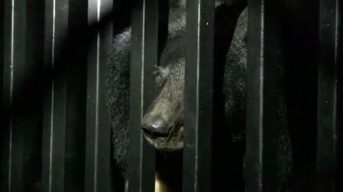 Bear in Cage