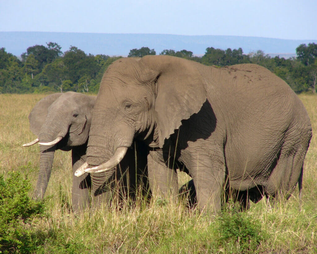 Elephants in the Wild