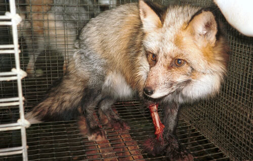 Fur: Mean, Not 'Green' | PETA