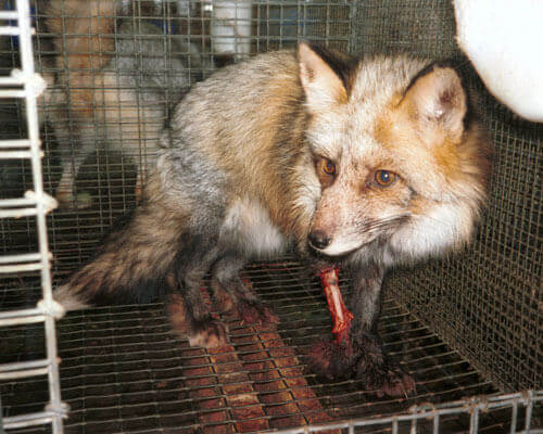 VICTORY! Pendleton Woolen Mills Bans Fur