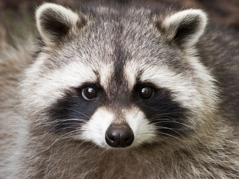 iStock_raccoon_toos