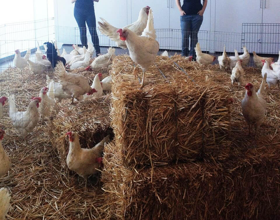 PETA Chicken Adoption Event