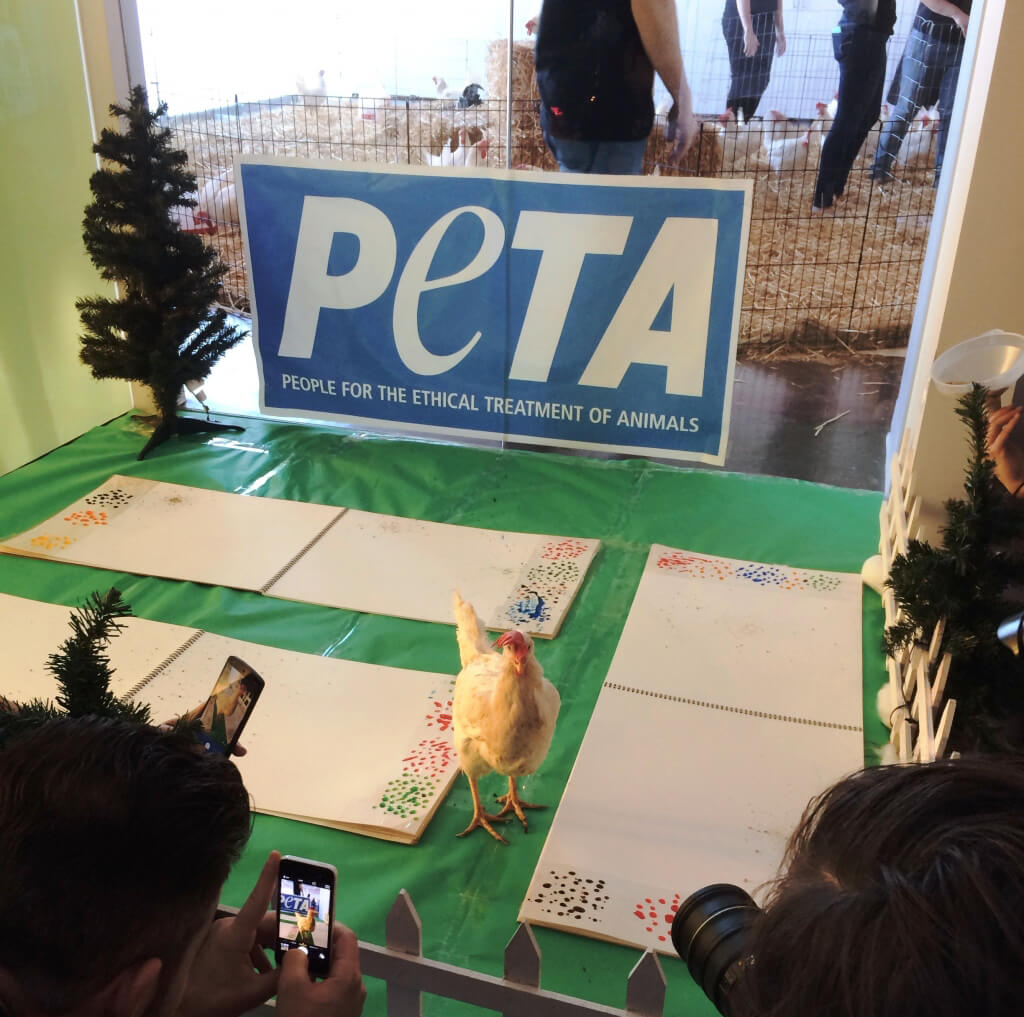 Painting Chickens at PETA Adoption Event