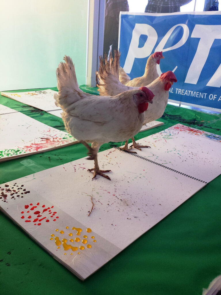 Chickens Painting at PETA Adoption Event