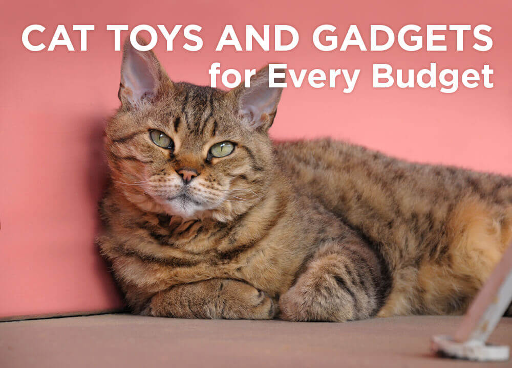 peta-social-cat-toys-gadgets