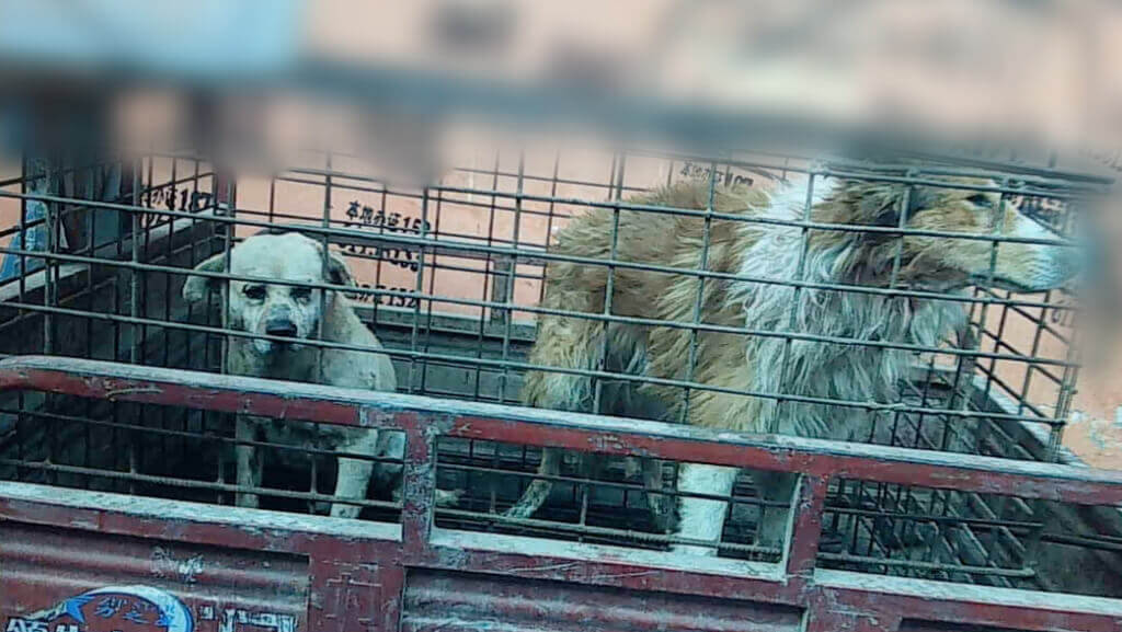 Dogs Used for Leather