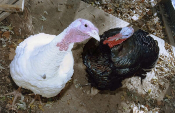 rescued turkeys