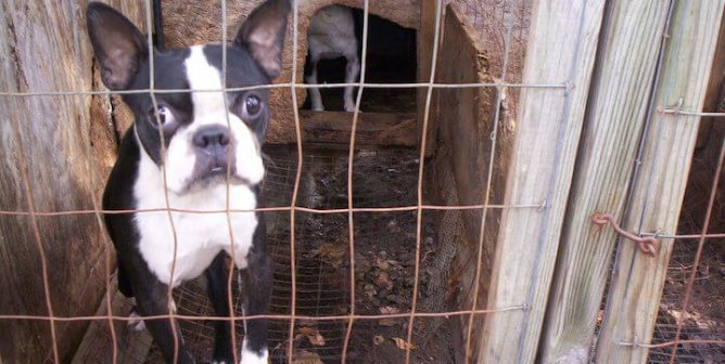 Scam Alert: Some ‘Rescue’ Groups Are Buying Dogs From Breeders