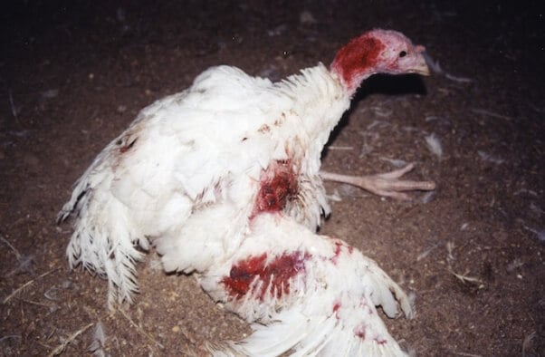 injured turkey