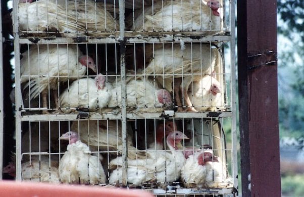 turkeys in transport cages