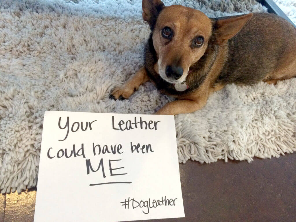 piper is NOT dog leather