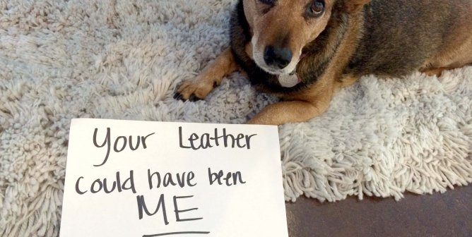 Victory! Choxi.com Bans Leather Gloves After PETA Appeal